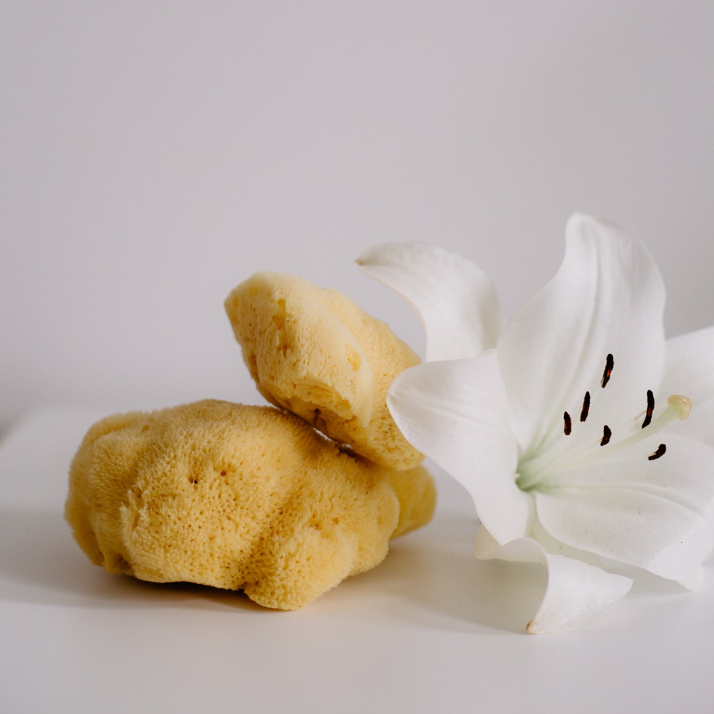 Levantiner Silk Schwamm