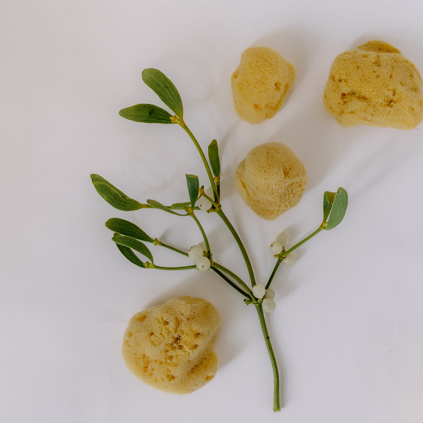 Levantiner Silk Schwamm