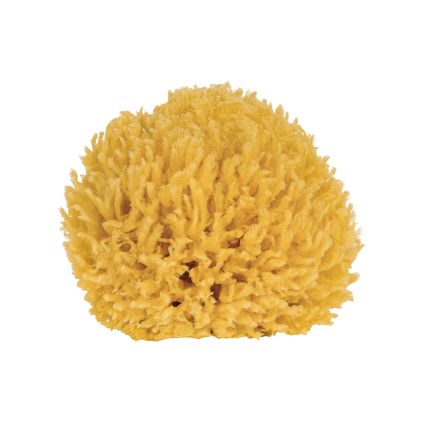 Naturschwamm in Geschenkebox