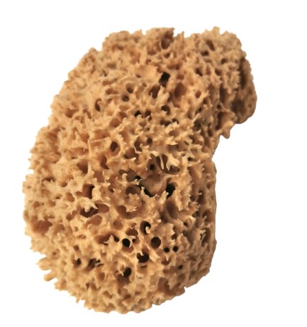 Naturschwamm Mittelmeerschwamm