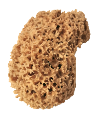 Naturschwamm Mittelmeerschwamm